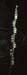 Spiranthes spiralis