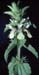 Stachys ocymastrum(2)