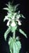 Stachys ocymastrum