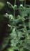 Teucrium botrys(2)
