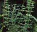 Teucrium botrys(3)