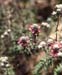 Teucrium capitatum gracillinum(2)