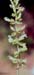 Teucrium flavum(2)
