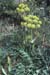 Thapsia villosa