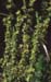 Thymelaea argentata(2)