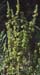 Thymelaea argentata