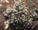 Thymus vulgaris