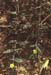 Tribulus terrestris