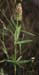 Trifolium angustifolium