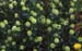 Trifolium campestre