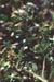 Trifolium scabrum(2)