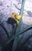 Tulipa australis