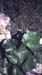 Umbilicus rupestris