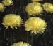 Urospermum dalechampii(2)