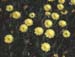 Urospermum dalechampii