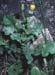 Urospermum picroides