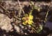 Verbascum sinuatum(2)