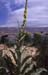 Verbascum thapsus