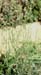 Verbena officinalis