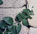 Vinca major