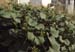 Xanthium echinatum italicum