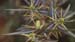 Xanthium spinosum(2)