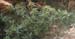 Xanthium spinosum
